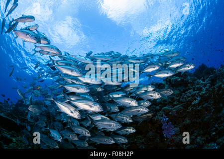 Schooling Bigeye Trevally, Caranx sexfasciatus, Mary Island, Solomon Islands Stock Photo