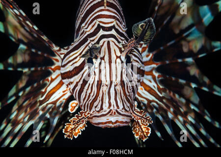 Red Lionfish, Pterois volitans, Marovo Lagoon, Solomon Islands Stock Photo