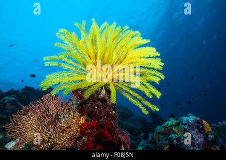 Yellow Crinoid in Coral Reef, Comanthina schlegeli, Marovo Lagoon, Solomon Islands Stock Photo
