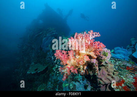 Soft Corals growing on Wreck of the Anne, Russell Islands, Solomon Islands Stock Photo