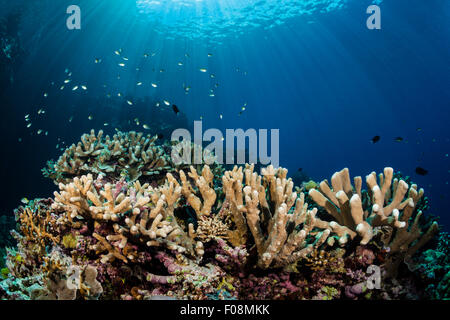 Hard Coral Reef, Marovo Lagoon, Solomon Islands Stock Photo