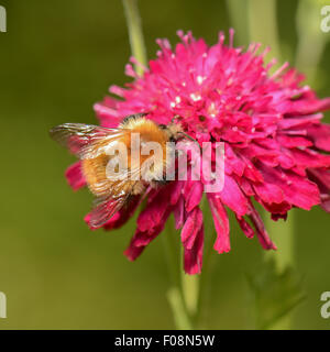 Common Carder bumblebee (bumbus pascuorum) feeding on pink pincushion flower Stock Photo
