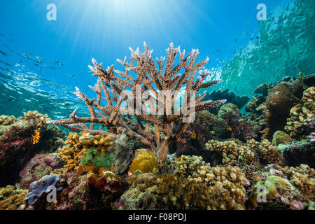 Hard Coral on Reeftop, Acroporoa sp., Florida Islands, Solomon Islands ...