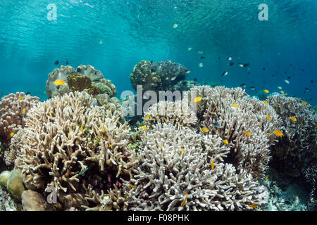 Hard Coral on Reeftop, Acroporoa sp., Florida Islands, Solomon Islands ...