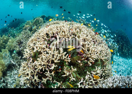 Hard Coral on Reeftop, Acroporoa sp., Florida Islands, Solomon Islands ...