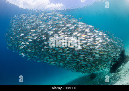 Schooling Oxeye Scad, Selar boops, Florida Islands, Solomon Islands Stock Photo