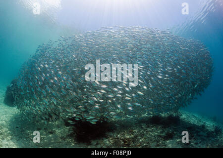 Schooling Oxeye Scad, Selar boops, Florida Islands, Solomon Islands Stock Photo