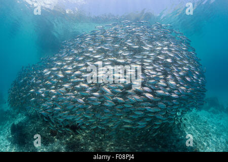 Schooling Oxeye Scad, Selar boops, Florida Islands, Solomon Islands Stock Photo