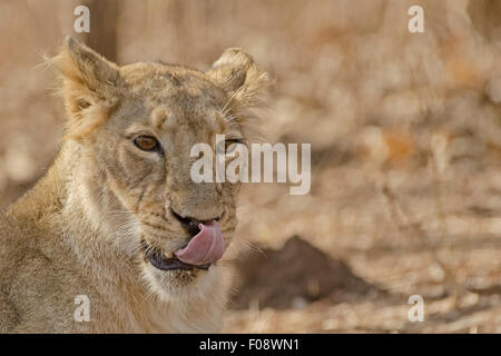 Asiatic lion (Panthera leo persica) licking at Gir national park, gujarat, india Stock Photo