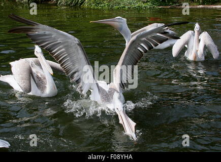 Group of Eurasian Dalmatian pelicans ( Pelecanus crispus) catching fish Stock Photo