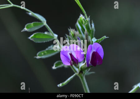 Common vetch in flower UK Stock Photo