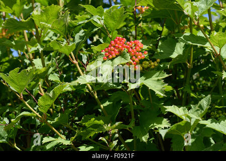 Young ripening fruit on a guelder rose tree, Viburnum opulus, in summer, Berkshire, August Stock Photo