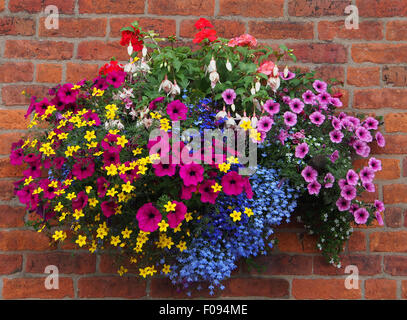 Hanging basket against a brick wall, containing bidens, geraniums, fuschia, lobelia and petunias taken in August in England. Stock Photo
