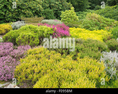 Mixed heathers make a colourful display when grown together (these include erica Mrs. E. A. Mitchell and Golden Starlet). Stock Photo