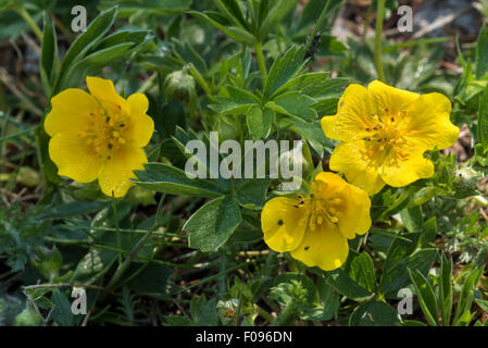 Alpine cinquefoil (Potentilla crantzii / Potentilla verna L.) in flower in the Alps Stock Photo
