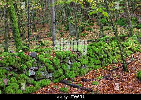 Old moss covered stone wall in beech forest in the Söderåsen National Park, Skane / Scania, Sweden Stock Photo