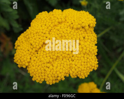 Yellow achillea flower 'Coronation Gold' Achillea filipendulina flowering in August. Stock Photo
