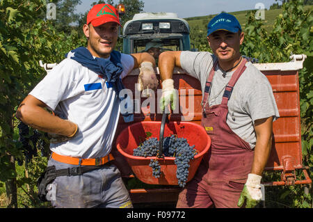 Tuscany, Italy. Grape growing. Two men with a bucket of red grapes by a tractor in a vineyard. Stock Photo