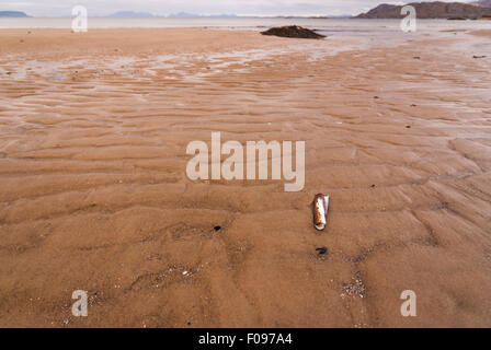 A photograph of a Razor Shell, Ensis arcuatus, on the beach, with the hebridean islands of Eigg and Rum in the distance. Stock Photo