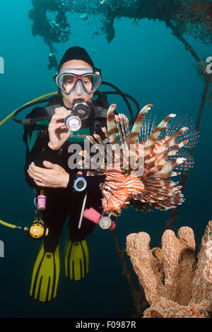 Lionfish and scuba diver at Mbike Wreck, Pterois volitans, Florida Islands, Solomon Islands Stock Photo