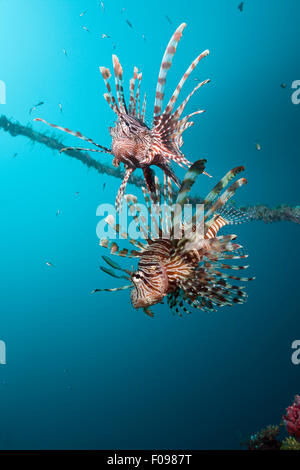 Lionfish at Mbike Wreck, Pterois volitans, Florida Islands, Solomon Islands Stock Photo