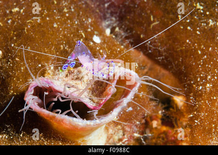 Commensal Shrimp on Tube Anemone, Periclimenes tosaensis, Florida Islands, Solomon Islands Stock Photo