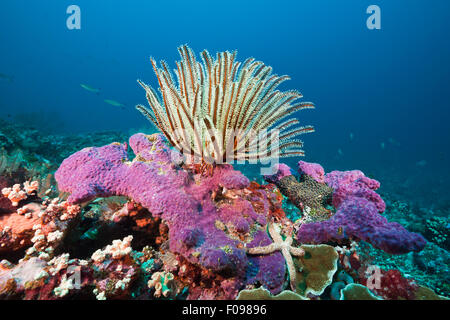 Crinoid in Coral Reef, Florida Islands, Solomon Islands Stock Photo