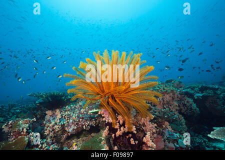 Crinoid in Coral Reef, Florida Islands, Solomon Islands Stock Photo