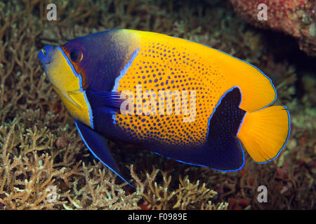 Blue-girdled Angelfish, Pomacanthus navarchus, Florida Islands, Solomon Islands Stock Photo