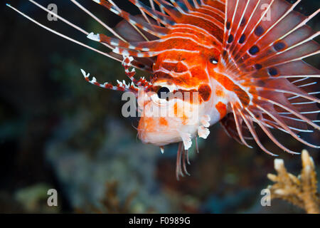 Spotfin Lionfish, Pterois antennata, Florida Islands, Solomon Islands Stock Photo