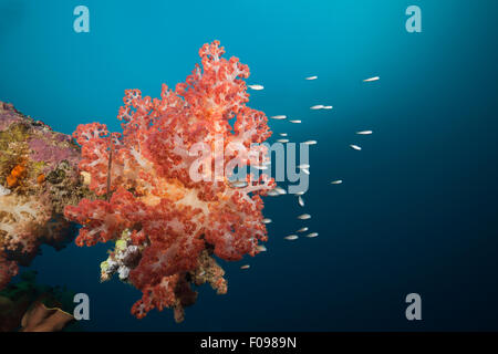 Soft Corals growing on Wreck of the Anne, Russell Islands, Solomon Islands Stock Photo