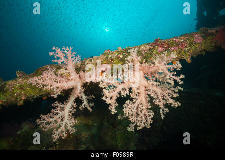 Soft Corals growing on Wreck of the Anne, Russell Islands, Solomon Islands Stock Photo