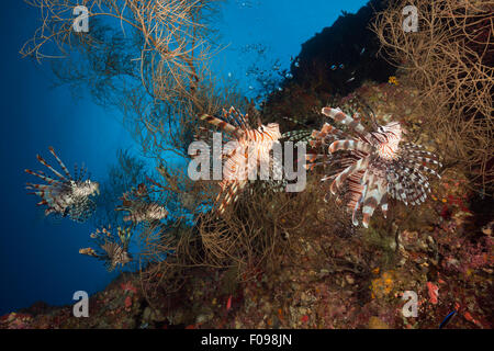 Red Lionfish, Pterois volitans, Marovo Lagoon, Solomon Islands Stock Photo