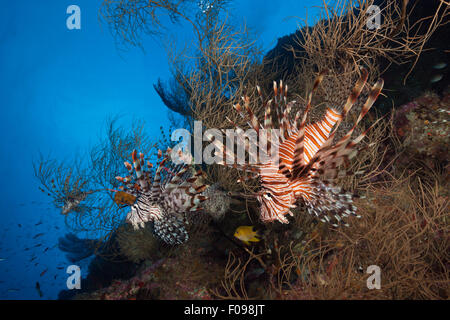 Red Lionfish, Pterois volitans, Marovo Lagoon, Solomon Islands Stock Photo