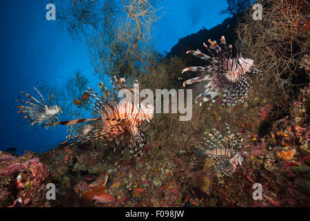 Red Lionfish, Pterois volitans, Marovo Lagoon, Solomon Islands Stock Photo