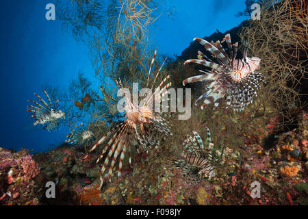 Red Lionfish, Pterois volitans, Marovo Lagoon, Solomon Islands Stock Photo