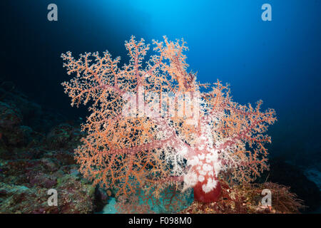 Klunzingers Soft Coral, Dendronephthya klunzingeri, Marovo Lagoon, Solomon Islands Stock Photo