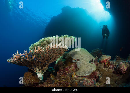 Scuba Diver over Coral Reef, Russell Islands, Solomon Islands Stock Photo