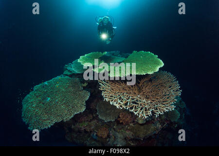 Scuba Diver over Coral Reef, Russell Islands, Solomon Islands Stock Photo