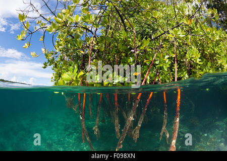 Stilt Roots of Mangrove Tree, Rhizophora sp., Russell Islands, Solomon Islands Stock Photo