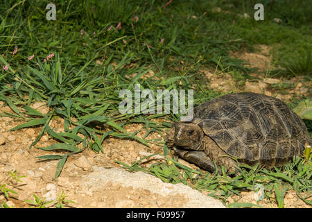 Asian Forest Tortoise or Asian brown Tortoise (Manouria ...