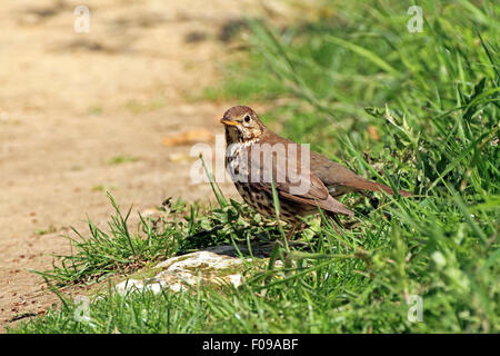 Song Thrush (Turdus philomelos) - standing by a stone it uses as an anvil to crack open a snail. Stock Photo