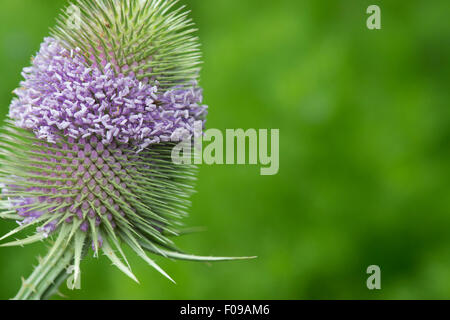 Dipsacus fullonum. Teasel in flower against a green background Stock Photo