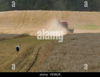 combine mows wheat in a field Stock Photo