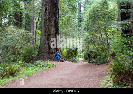 Redwood Tress NP, California - June 17 : Hikers enjoying a hike among giant redwood trees, June 17 2015 Redwood Trees NP, Califo Stock Photo