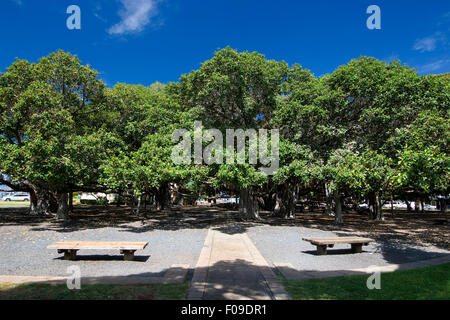 Banyan tree in courtyard square. Lahaina Harbor on Front street, Maui, Hawaii Stock Photo