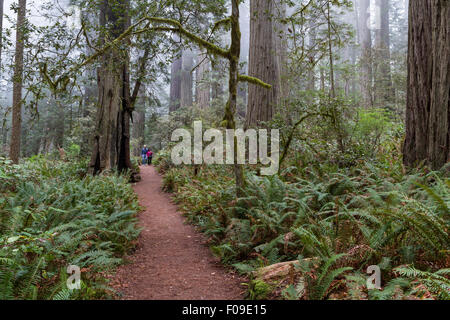 Redwood Tress NP, California - June 17 : Hikers enjoying a hike among giant redwood trees, June 17 2015 Redwood Trees NP, Stock Photo