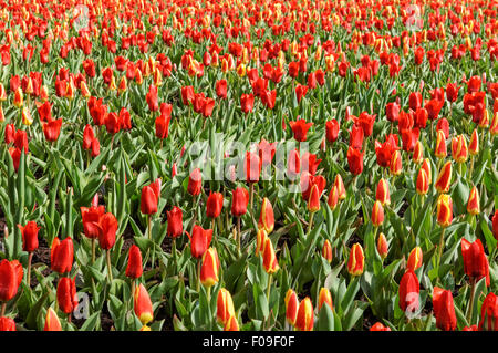 Red tulips in Keukenhof Gardens Netherlands Stock Photo