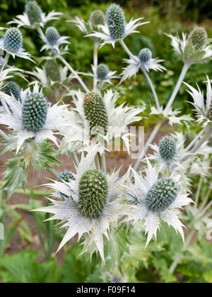 Eryngium, Sea Holly, Stock Photo