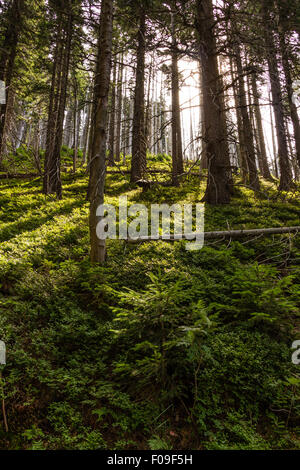 Early morning sun in the green forest Stock Photo - Alamy